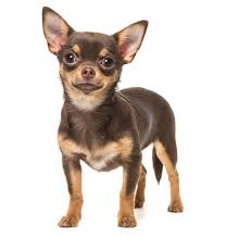 Een kleine hond